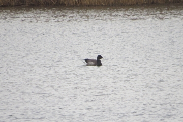 Wildlife sightings for 20th December 2021